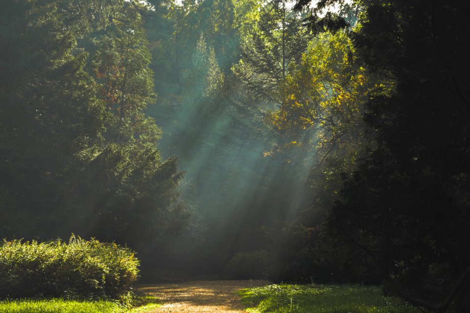 Sunlight Through Trees