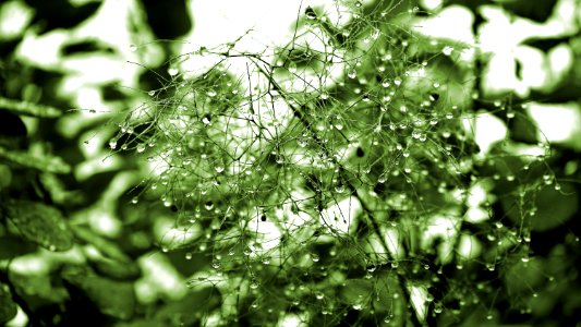 Green Leaf Plant With Dew