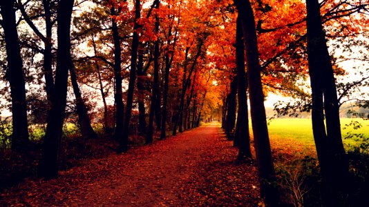 Orange Leaves Covered Pathway Between Trees During Daytime photo