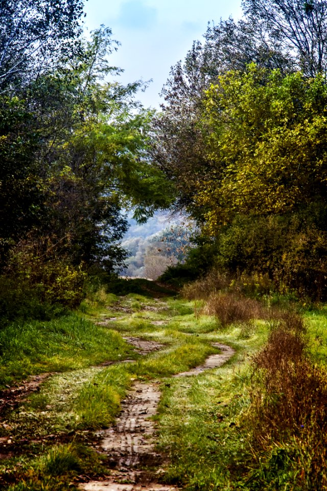 Dirt Road Surrounded Green Grasses By Trees At Daytime