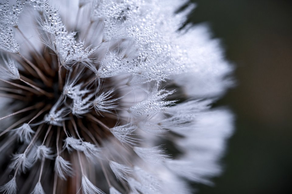 Auto Focus Photography Of White Flower