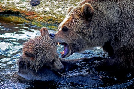 Bear With Young Cub In Fight