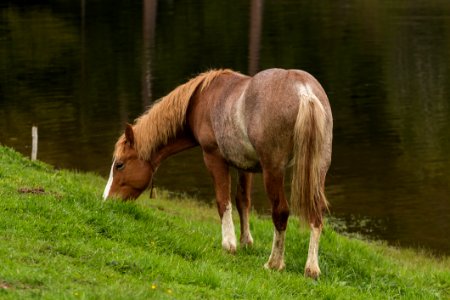 Brown And White Foot Horse photo