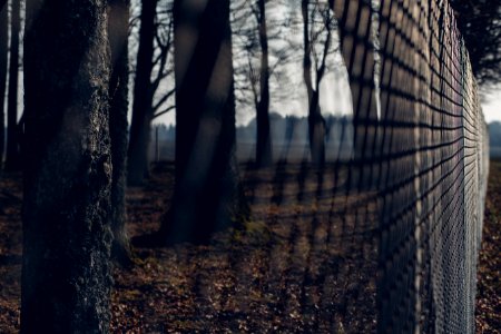 Chain Link Fence With Trees In Background During Twilight photo
