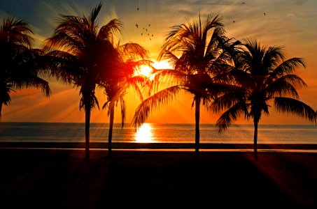 Palm Trees On Beach At Sun Set photo
