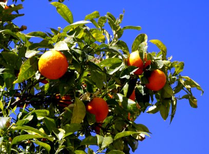 Orange Fruit