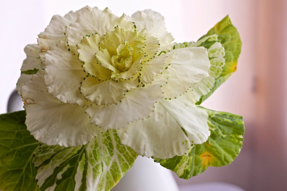 White And Green Flower