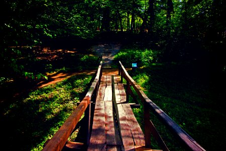 Brown Wooden Bridge Near Forest During Golden Hour photo