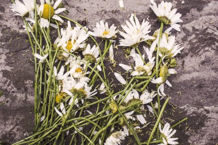 Cut White Daisies