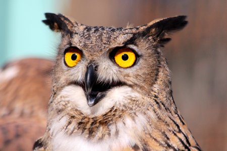 Close Up Photography Of African Owl photo