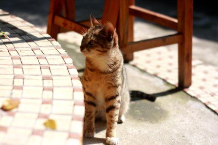 Brown Black Cat Near Gray Concrete Pavement photo