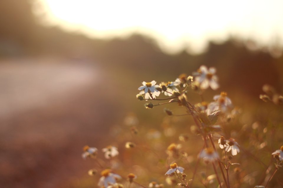 White Daisy Fleabane Close Up Photography photo