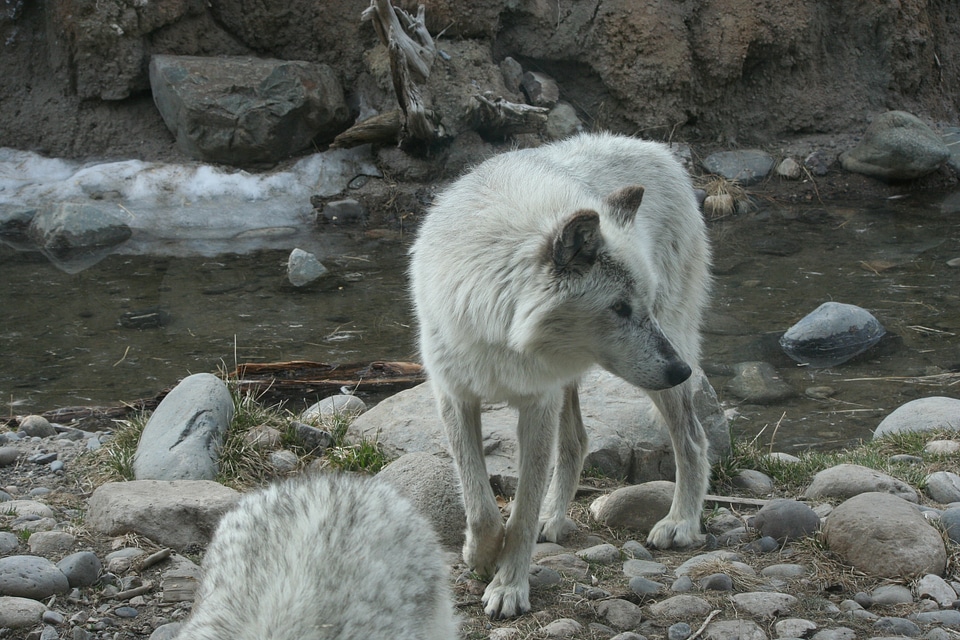 Mammal white gray wolf