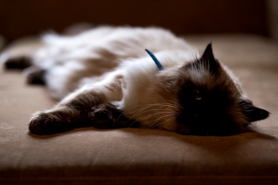 Persian Cat Lying On Bed