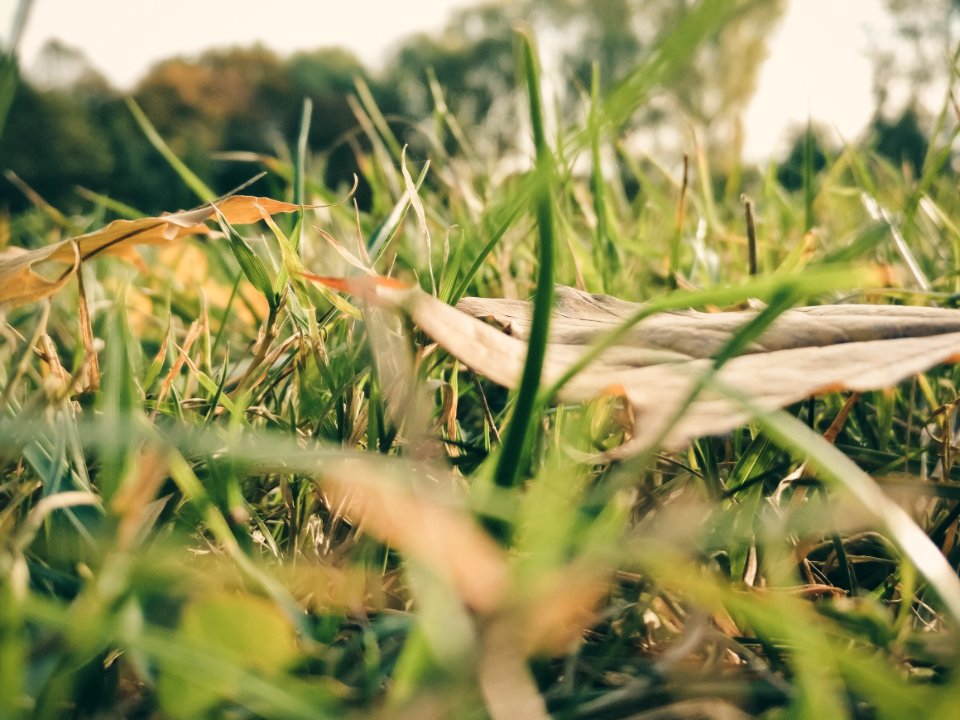 Sepia Photography Of Grass During Daytime