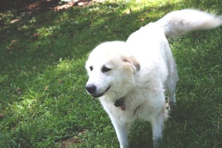 White Coated Dog On Top Of Green Grass Field photo