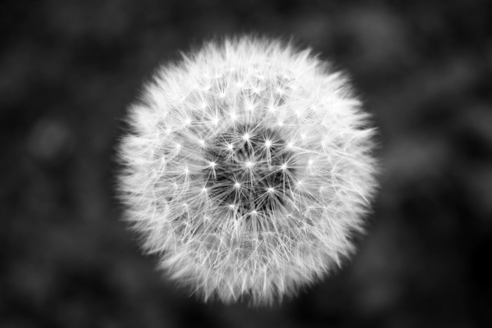 Dandelion Seed Head In Black And White