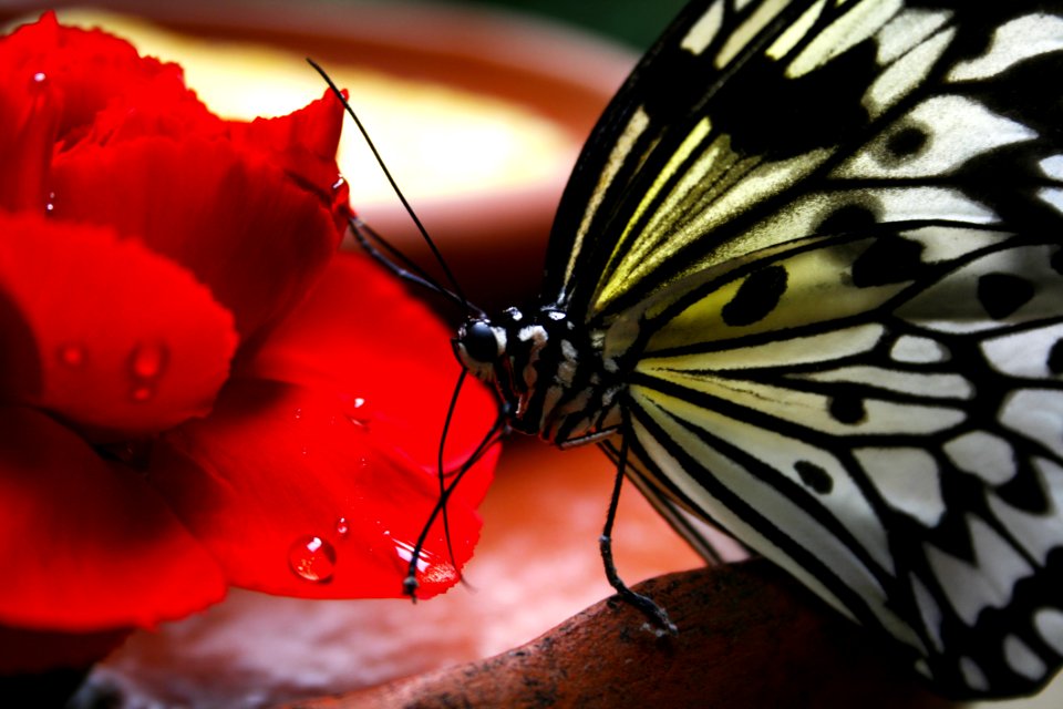 Black And White Butterfly On Red Flower