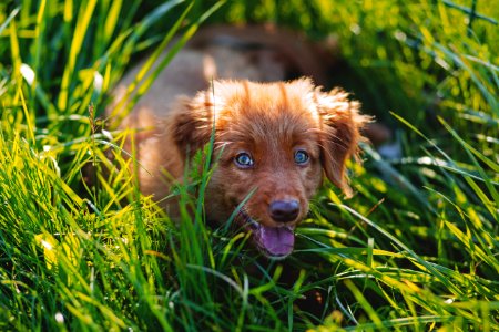 Brown Short Haired Puppy Lying On Green Grass Field During Daytime photo