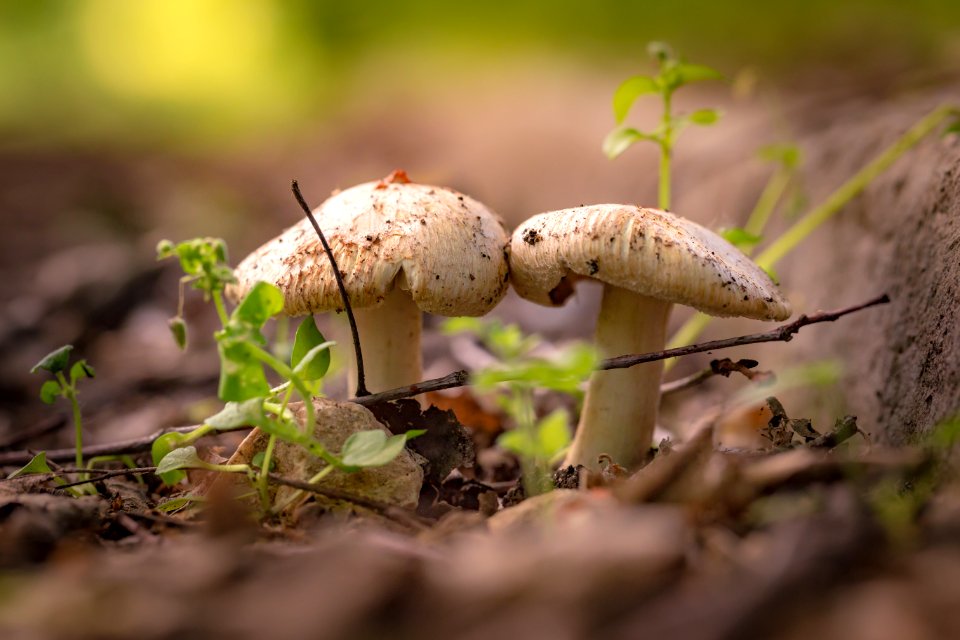 Close Up Of Mushrooms On Ground