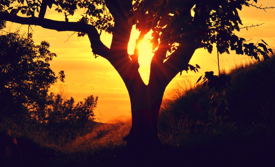 Tree On Hillside At Sunset