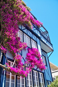 House flowers facade