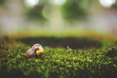 Macro Shot Photography Of Brown Snail photo