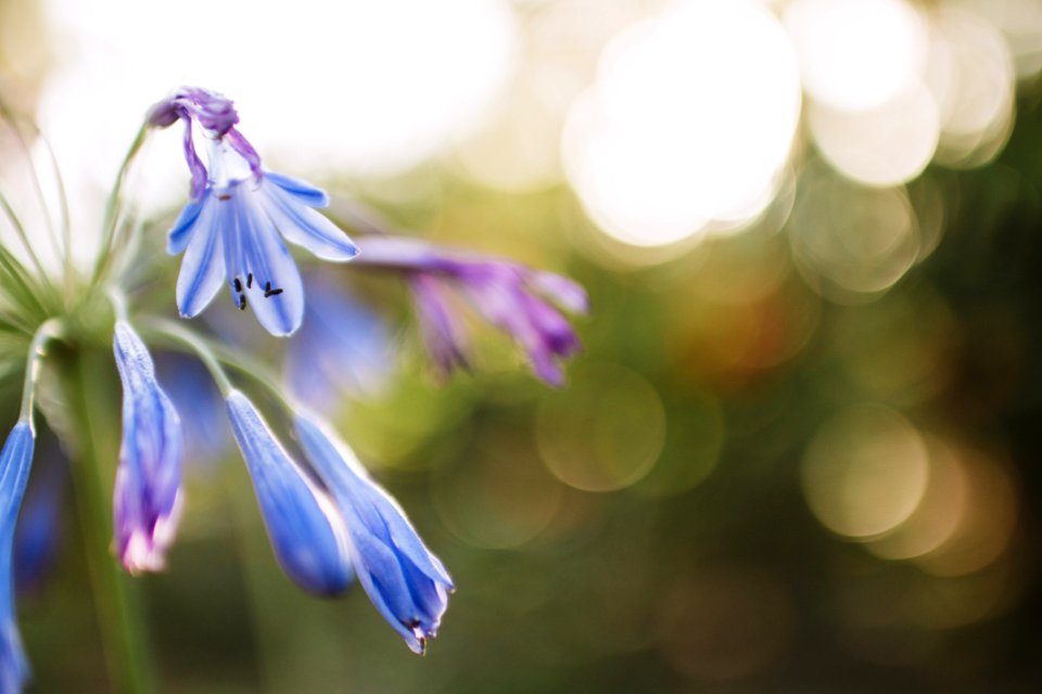 Flower On Bukeh Photograph