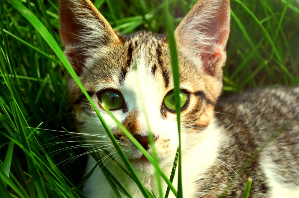 Cat Hiding In Grass