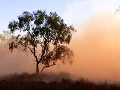 Tree In Dust