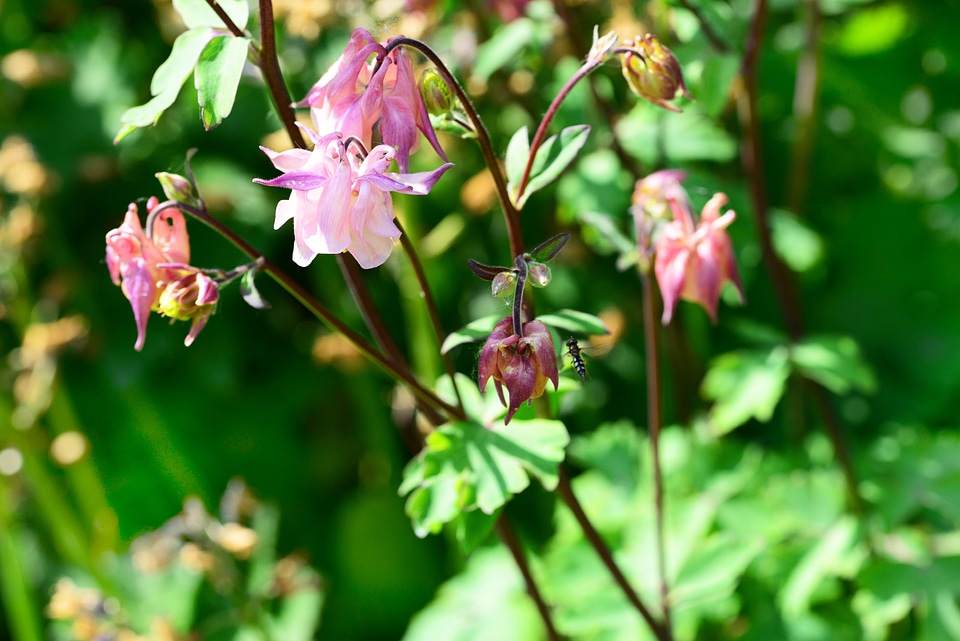Delicate pink floating