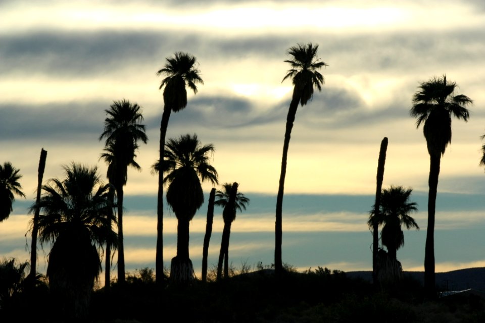 Silhouette Of Trees Under Cloudy Sky During Daytime