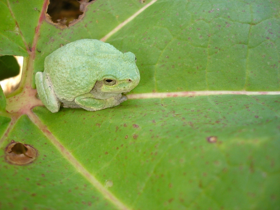 Amphibian animal wildlife