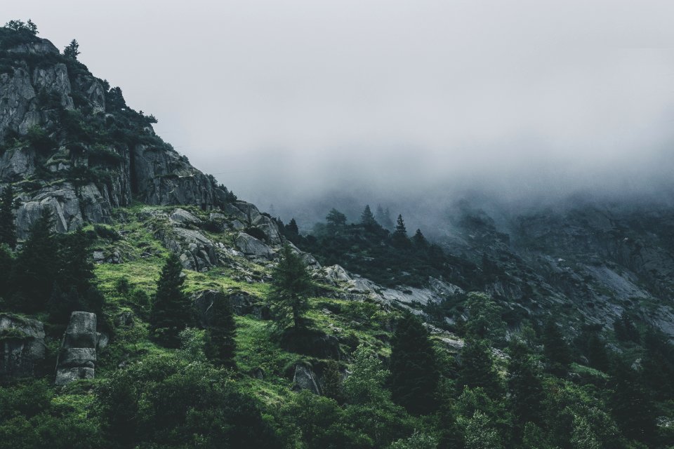 Green Leafed Trees During Fog Time photo