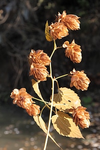 Humulus lupulus plants