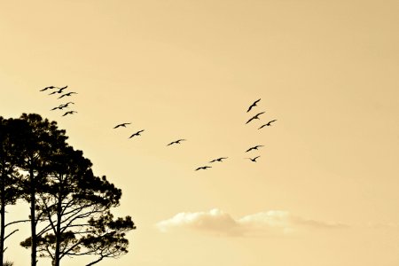 Black Birds Flying Near Black Leaf Tall Trees photo