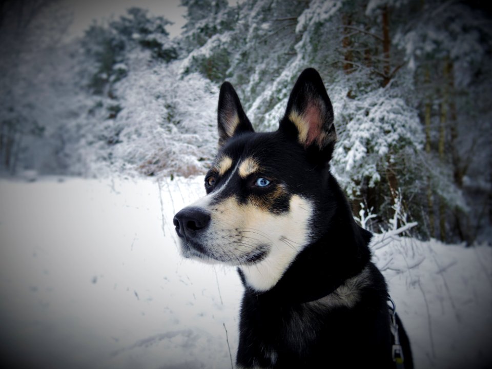 Black White And Tan Eas Siberian Laika Dog In Snow