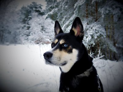 Black White And Tan Eas Siberian Laika Dog In Snow