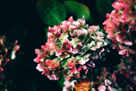 Blooming Pink Flowers photo