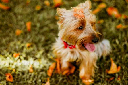 Fawn Australian Terrier Sitting On Grass photo