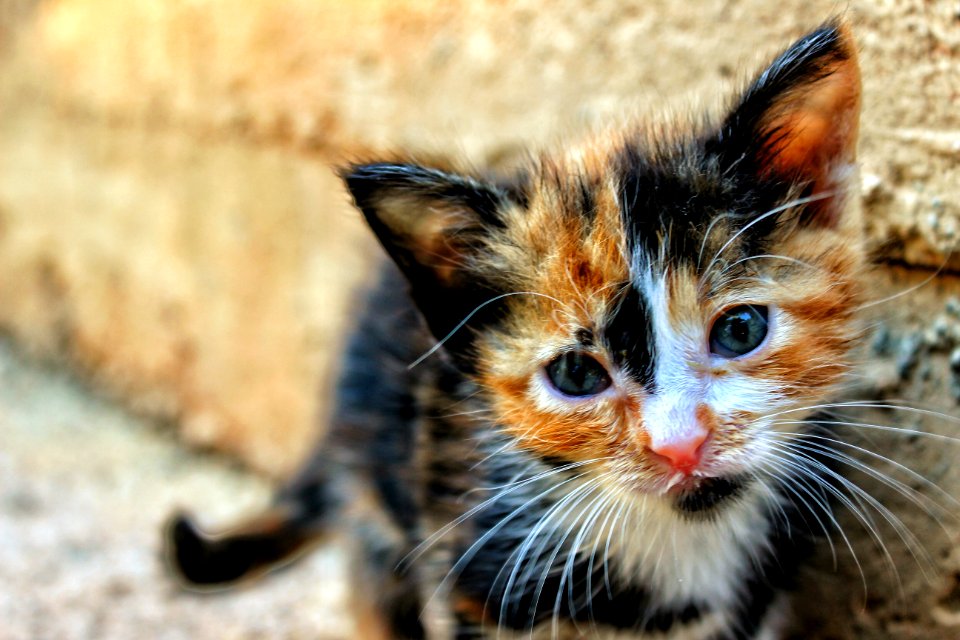 Kitten In Outdoor Portrait