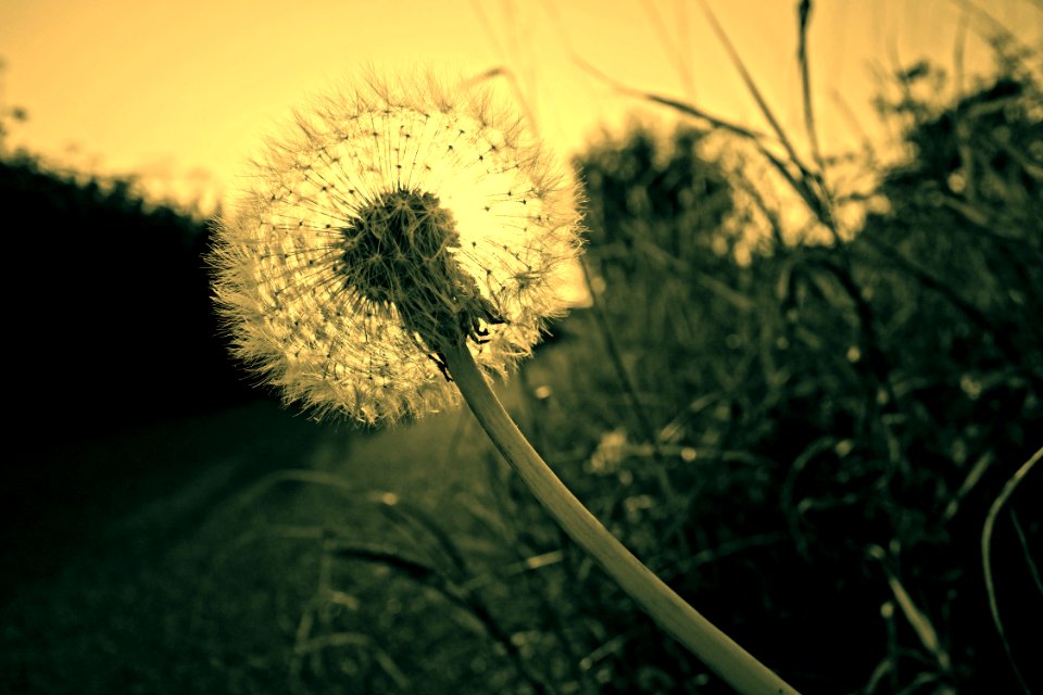 Close Up Photography Of Dandelion