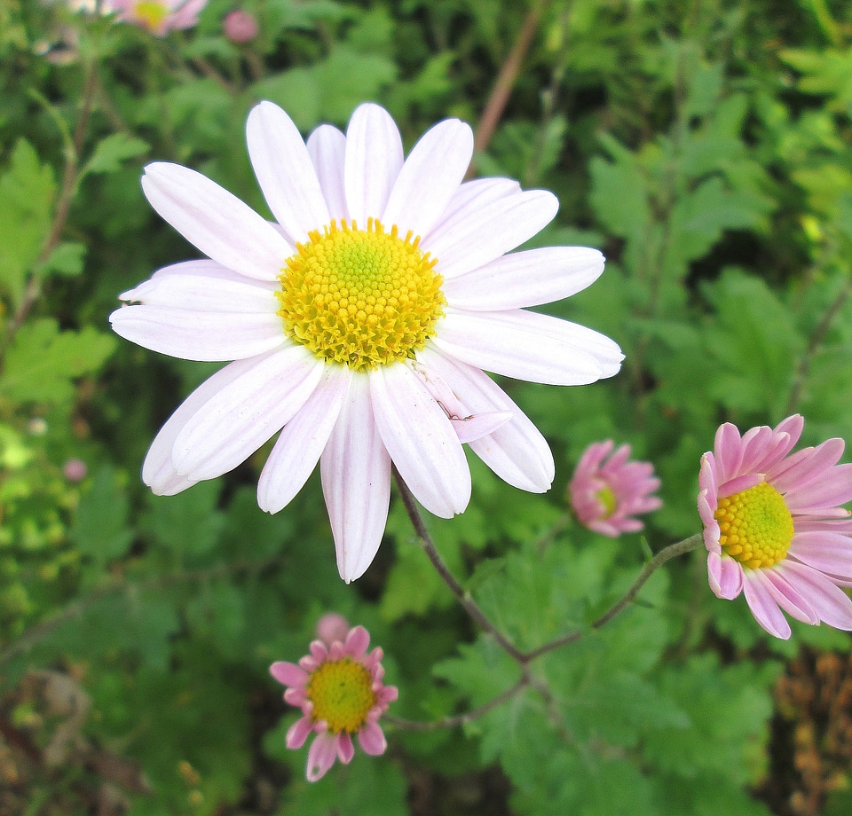 Aster blossom bloom