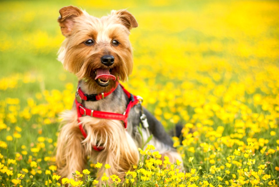 Tan And Black Yorkshire Terrier
