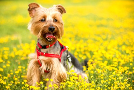 Tan And Black Yorkshire Terrier photo