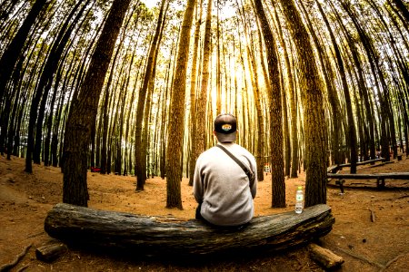 Man Siting On Log In Center Of Forest Panoramic Photo photo