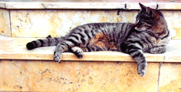 Grey Cat Lying In Marble Stairway