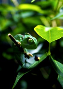 Green Chameleon On Tree Branch
