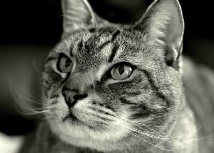 Portrait Of Cat photo