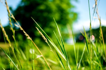 Green Grass During Daytime In Focus Photography